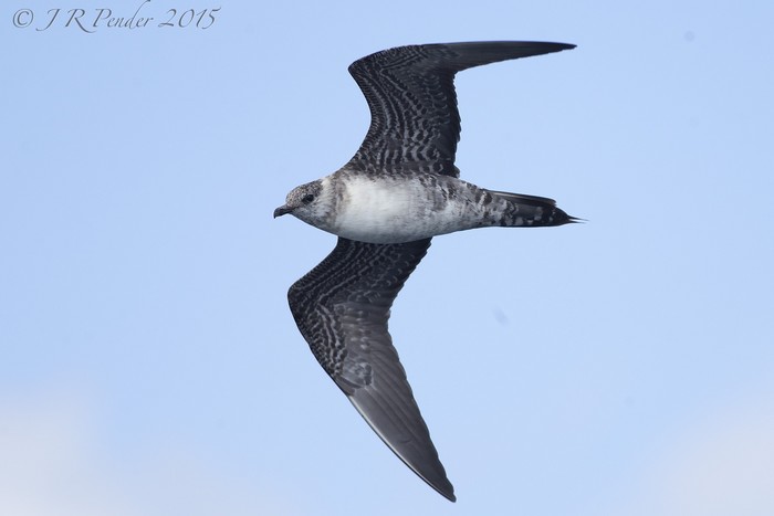 Long-tailed Skua