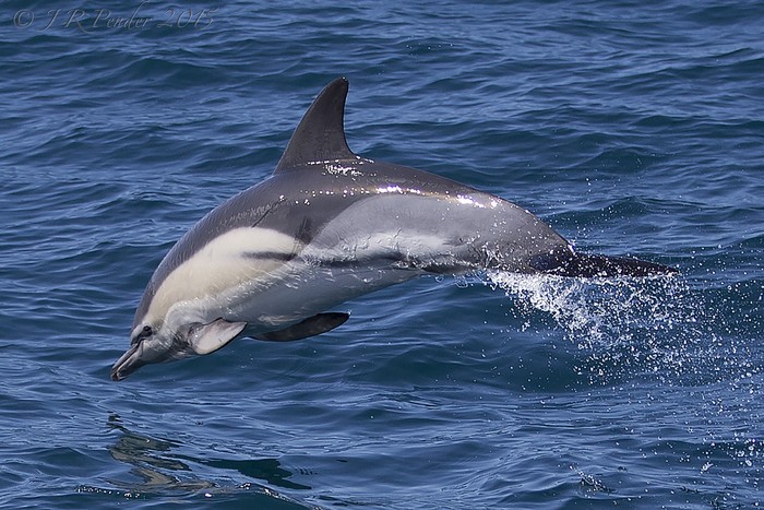 Common Dolphin