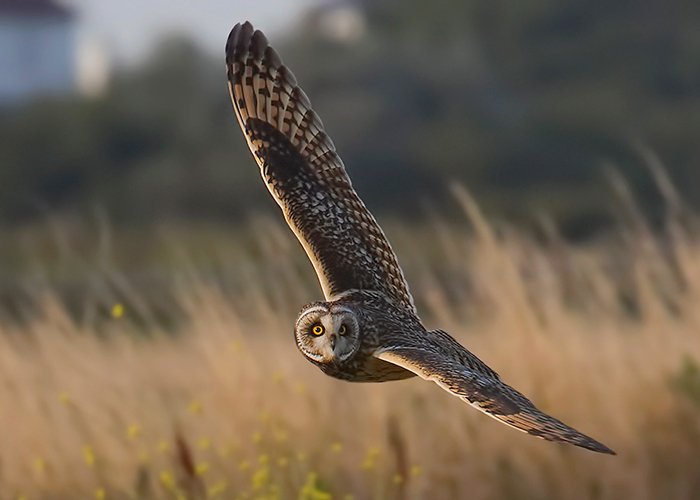 Short-eared Owl
