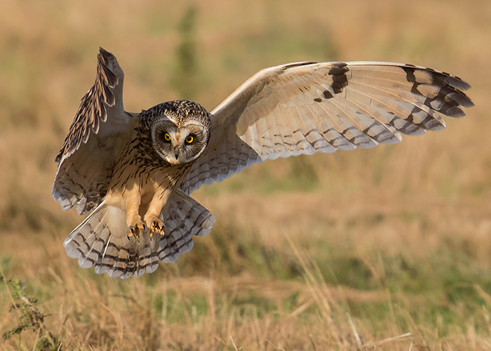 Short-eared Owl