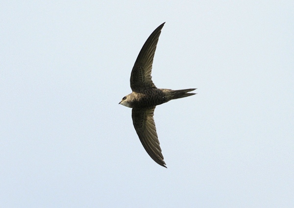 Pallid Swift