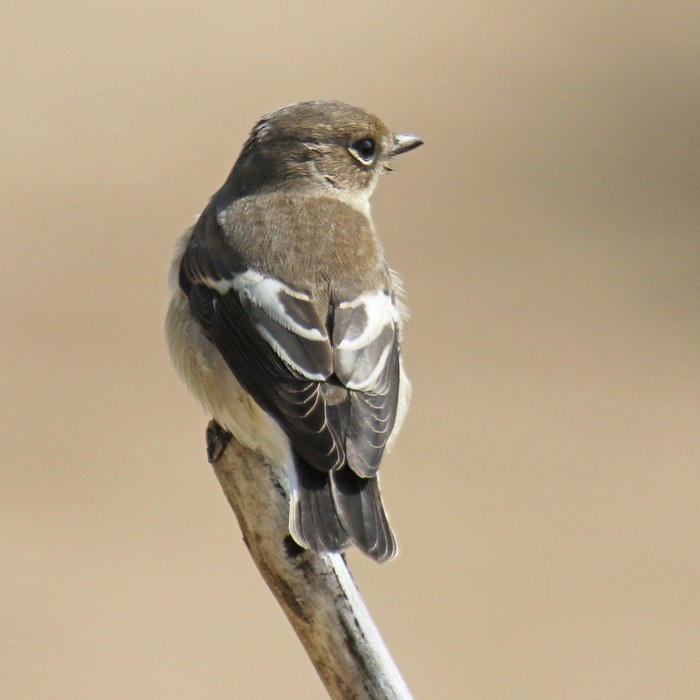 Pied Flycatcher