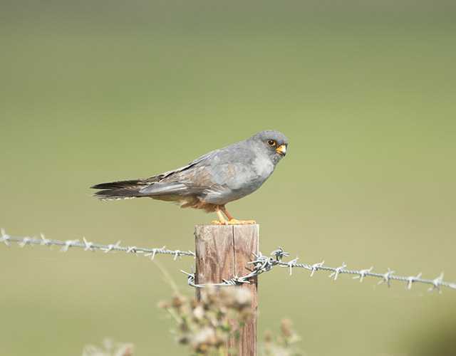 Red-footed Falcon