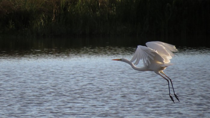Great White Egret