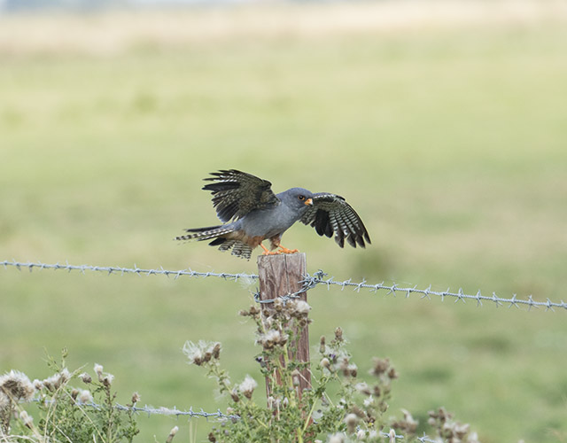 Red-footed Falcon
