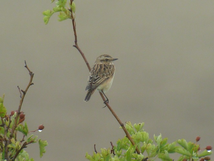 Whinchat