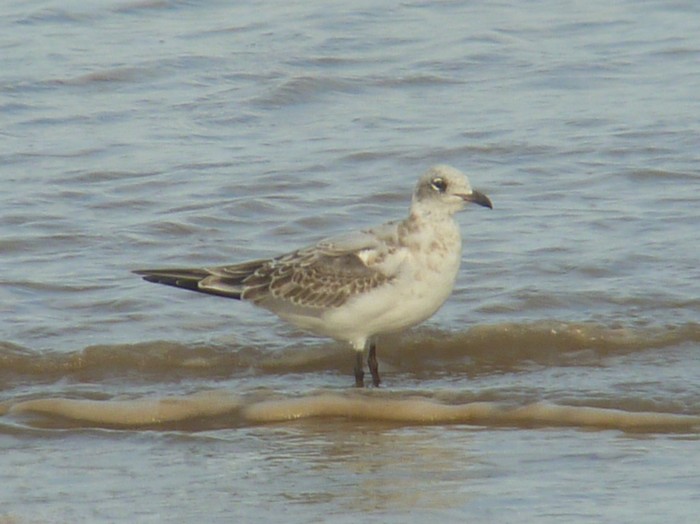 Mediterranean Gull