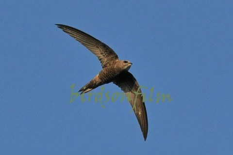 Pallid Swift