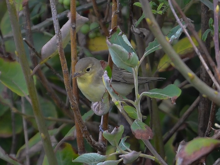 Icterine Warbler