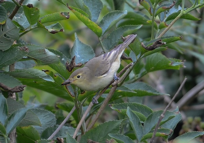 Icterine Warbler