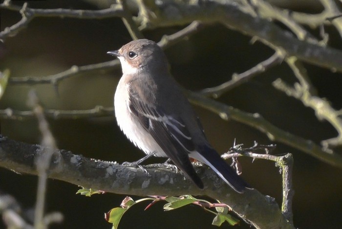 Pied Flycatcher