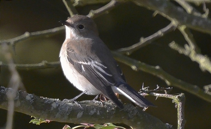 Pied Flycatcher