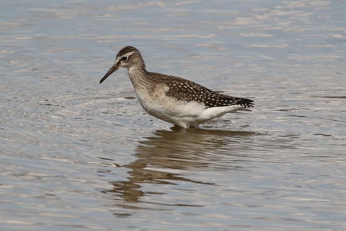 Wood Sandpiper