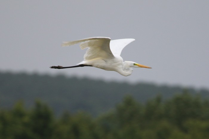 Great White Egret