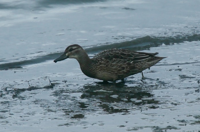 Garganey