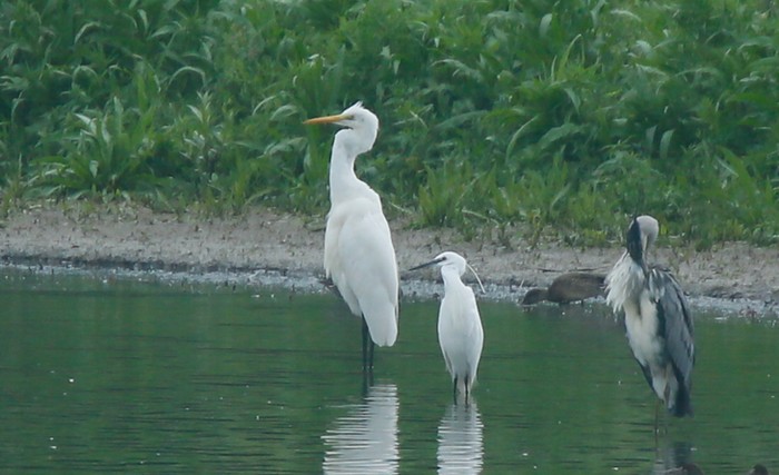 Great White Egret