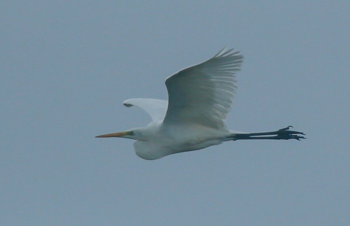 Great White Egret