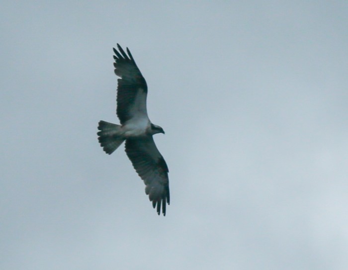 Osprey