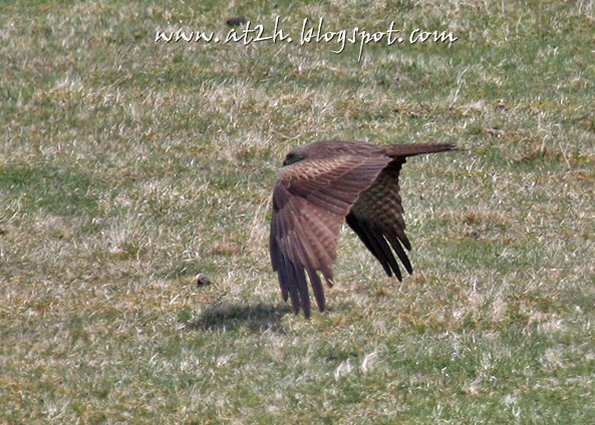 Black Kite