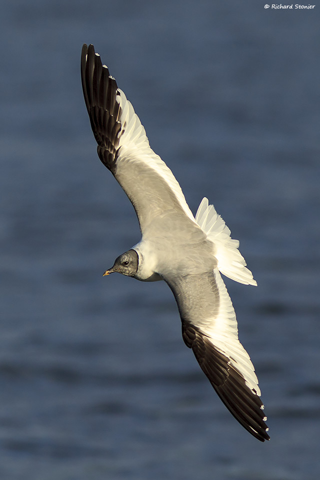 Sabine's Gull