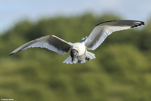 Sabine's Gull