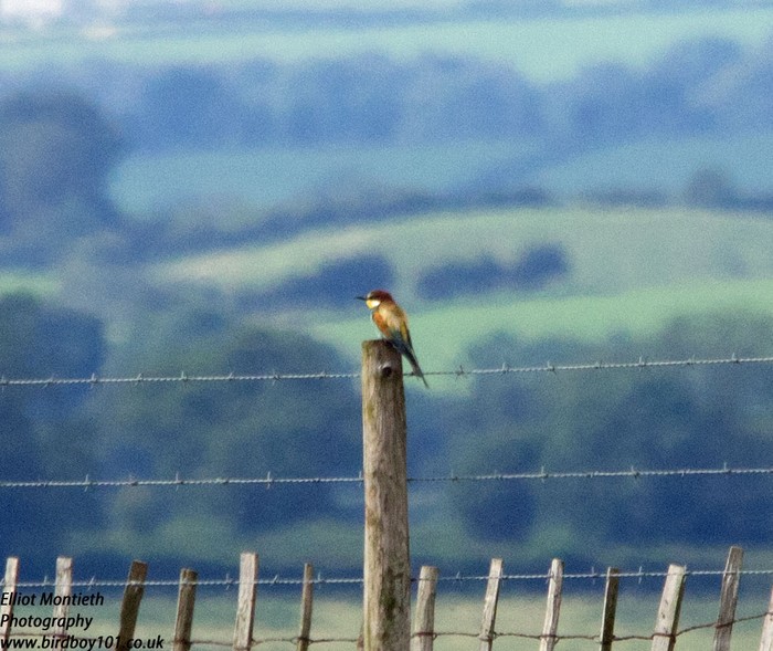 Bee-eater