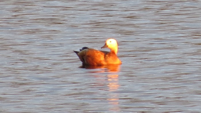 Ruddy Shelduck