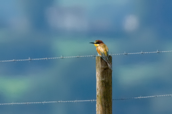 Bee-eater