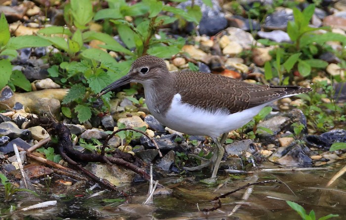 Common Sandpiper