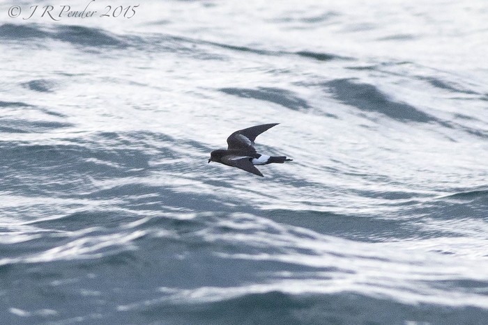 Wilson's Petrel