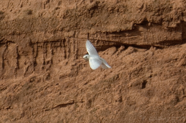 Sand Martin