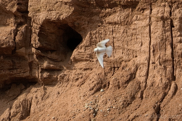 Sand Martin