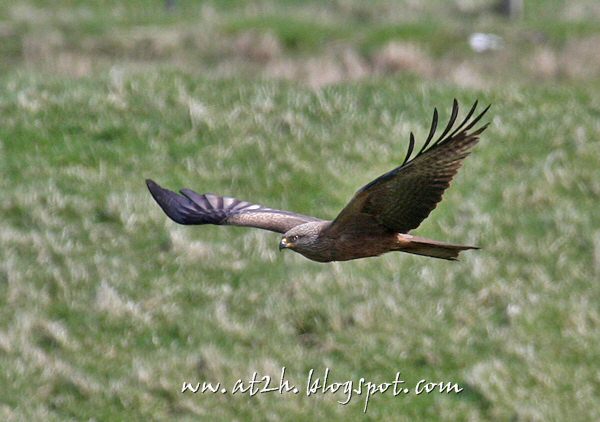 Black Kite