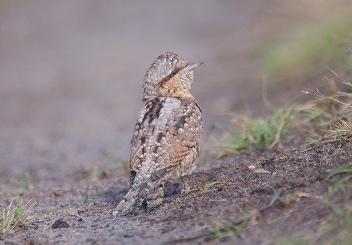 Wryneck