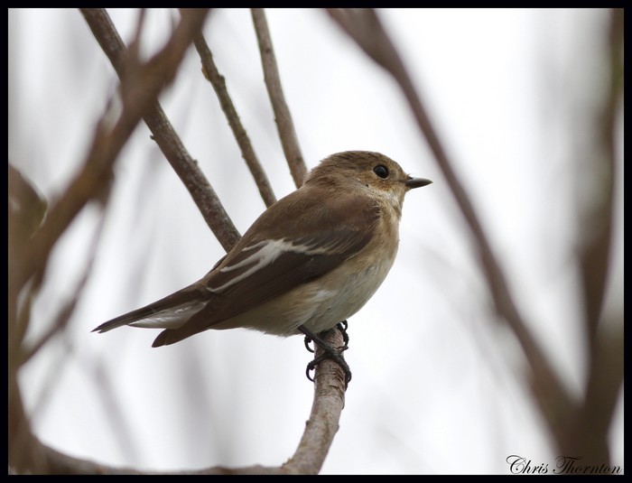 Pied Flycatcher