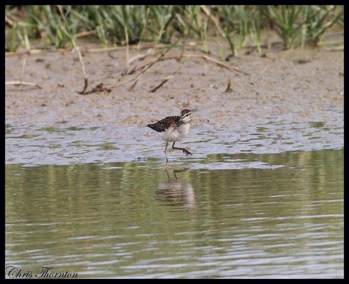 Wood Sandpiper