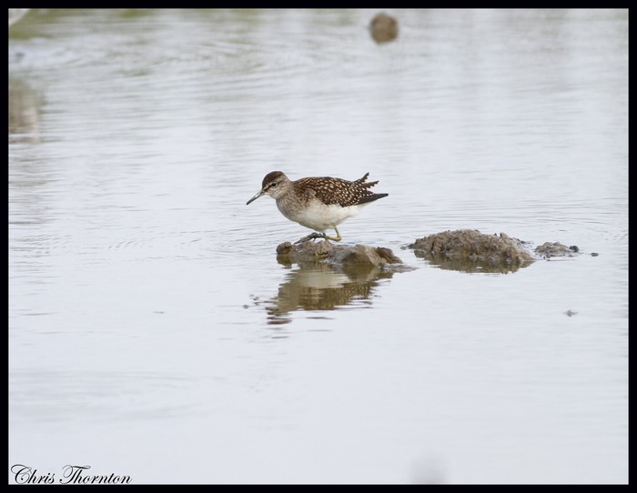 Wood Sandpiper