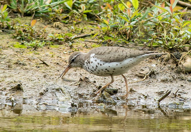 Spotted Sandpiper