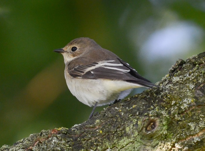 Pied Flycatcher