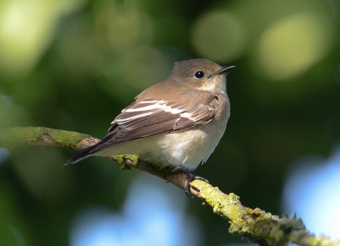 Pied Flycatcher