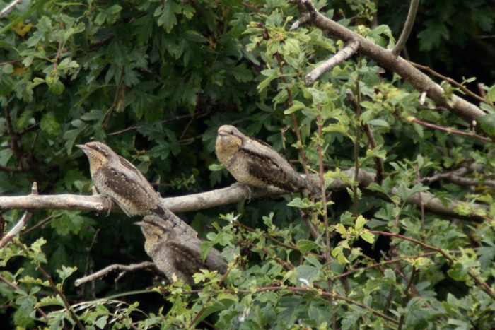 Wryneck