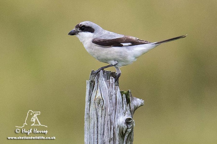 Lesser Grey Shrike