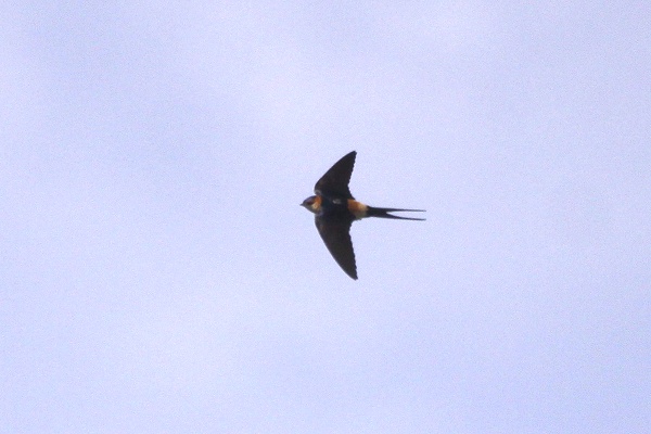 Red-rumped Swallow