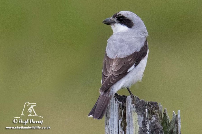 Lesser Grey Shrike