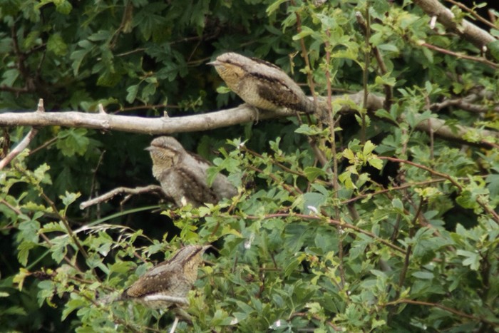 Wryneck