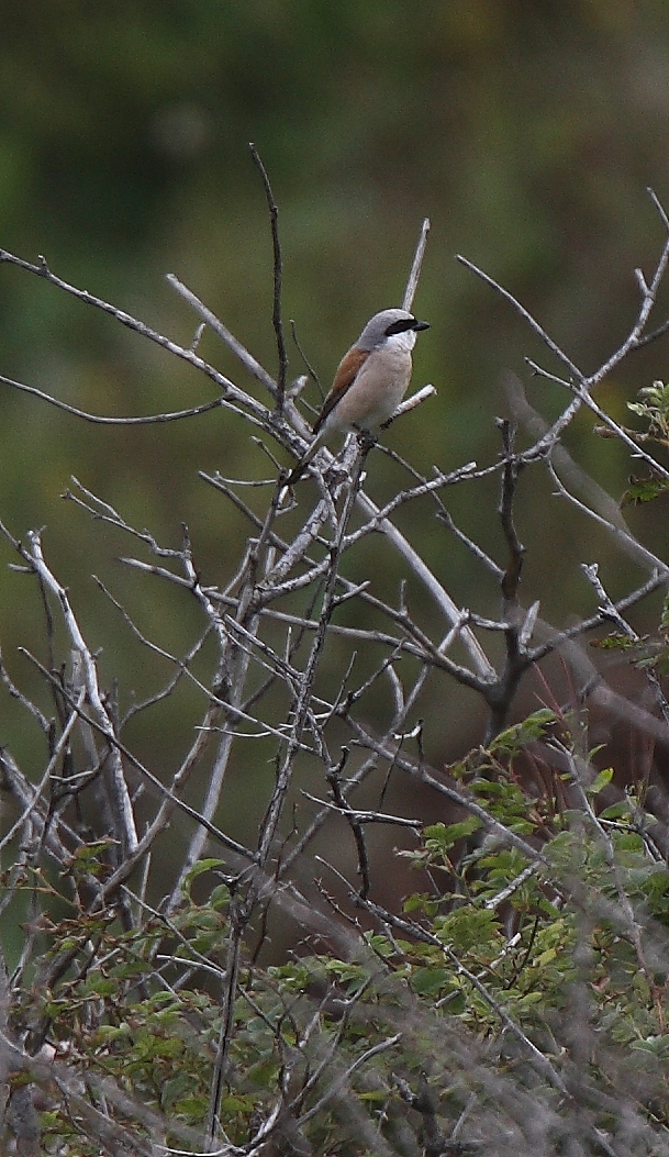 Red-backed Shrike