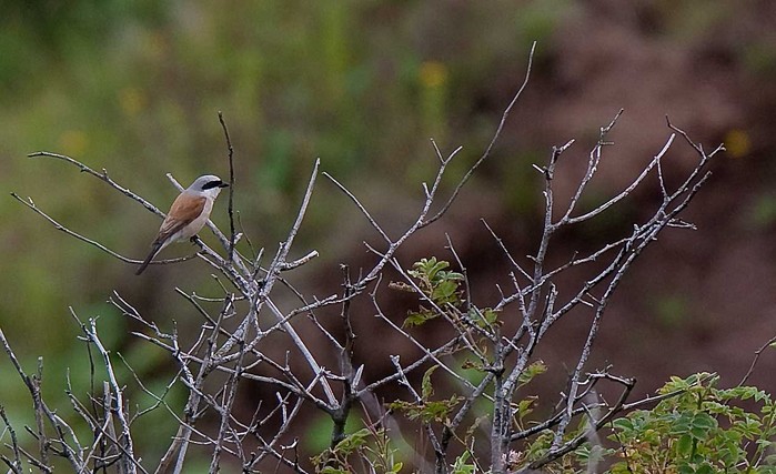 Red-backed Shrike