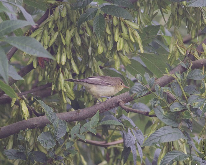 Icterine Warbler