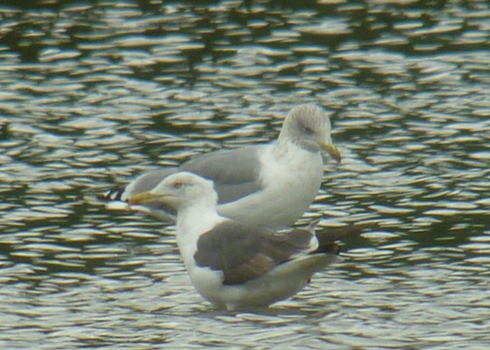 Yellow-legged Gull