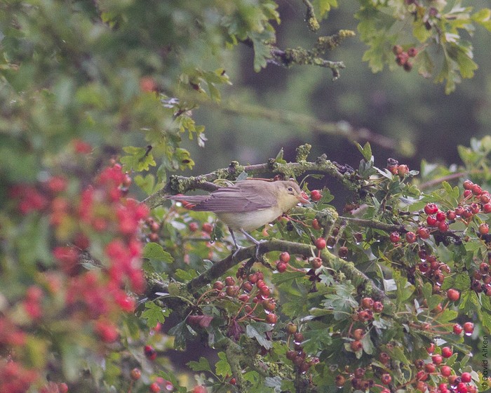 Icterine Warbler